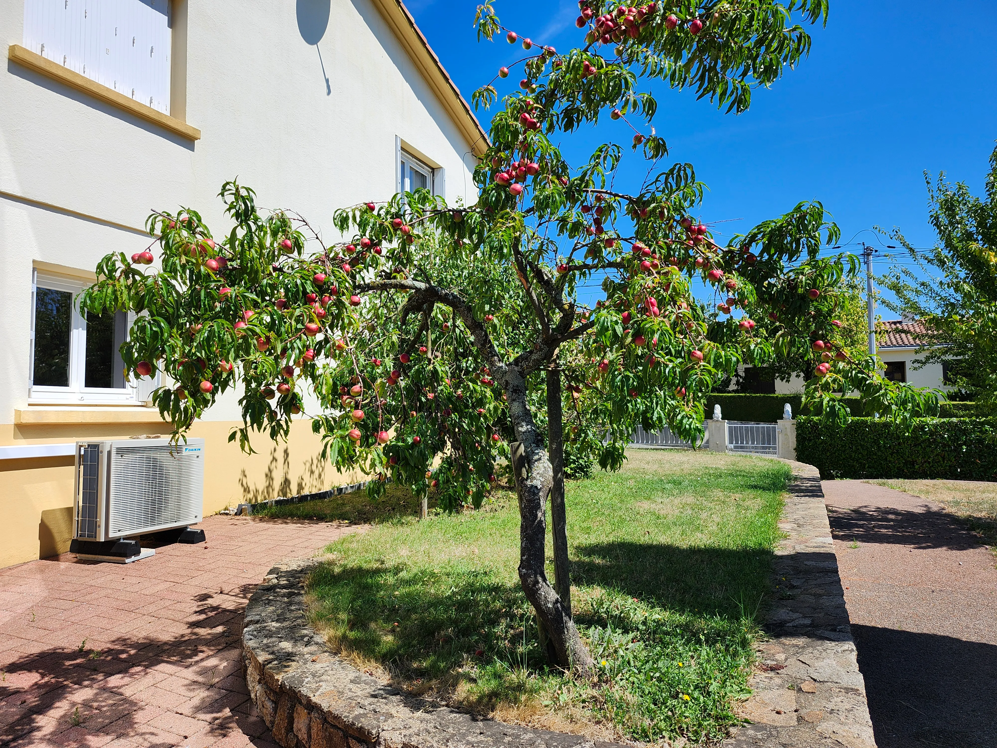Terrasse et pêcher du jardin du gîte